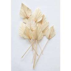 Bundle of 10 Bleached Dried Palm...